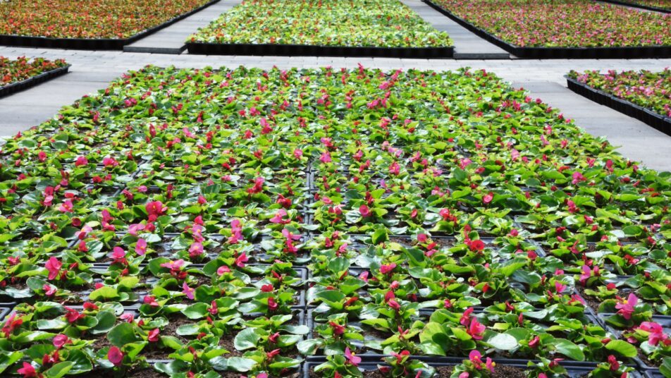 In den Gewächshäusern werden Pflanzen für jede Saison kultiviert. (Bild: gk)