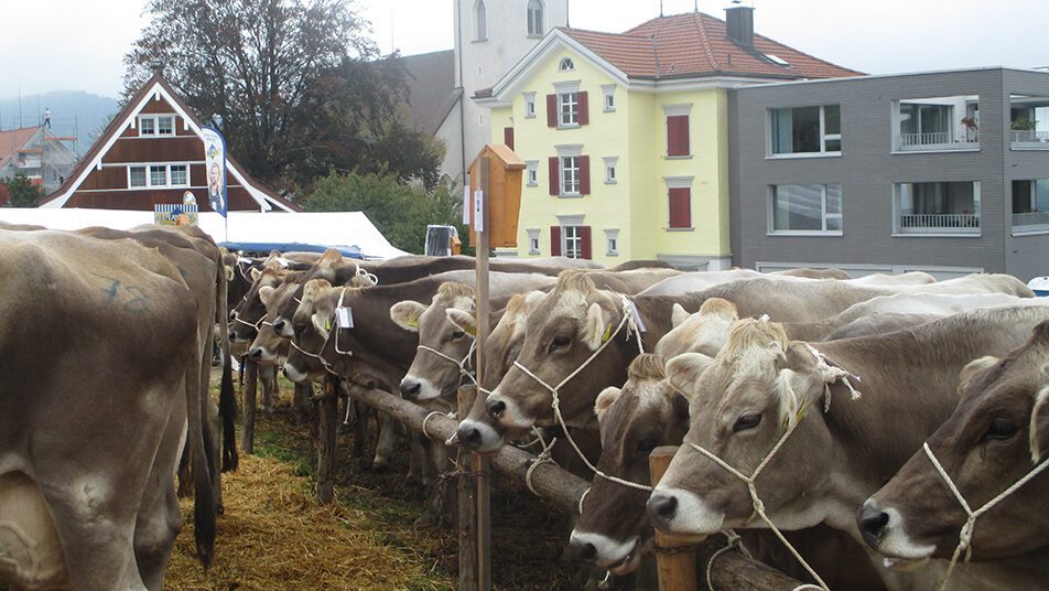 Die Viehschau in Wolfhalden. (Bild: Peter Eggenberger)