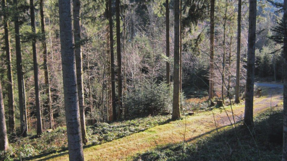Im Steineggwald wird auf das sogenannte «Dauerwaldprinzip» gesetzt. (Bilder: zVg)